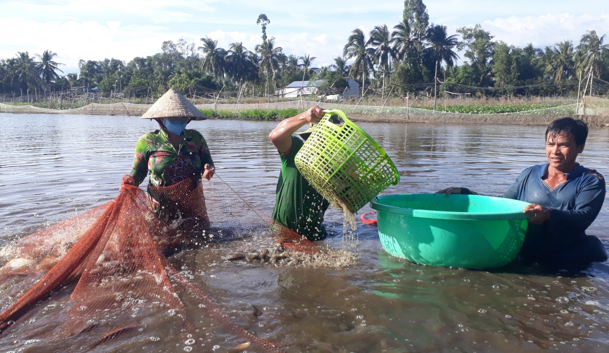 Kiếm thu nhập khá từ nuôi cá trong ruộng lúa